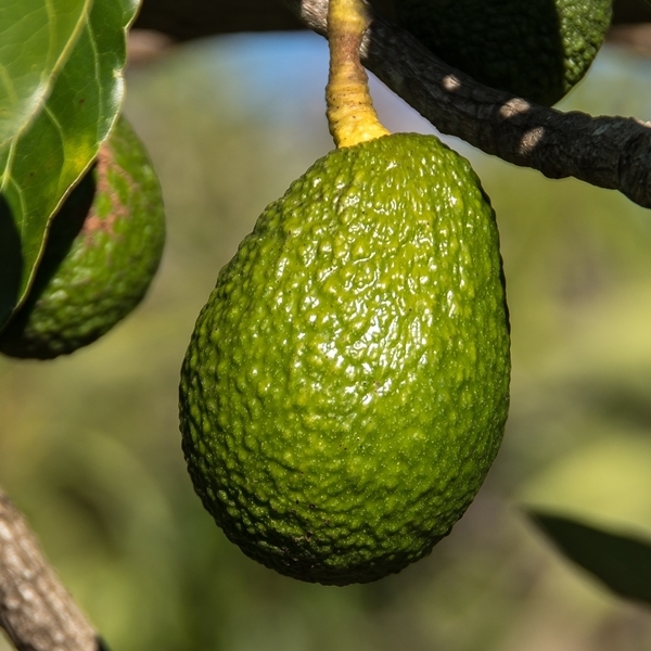 Palta